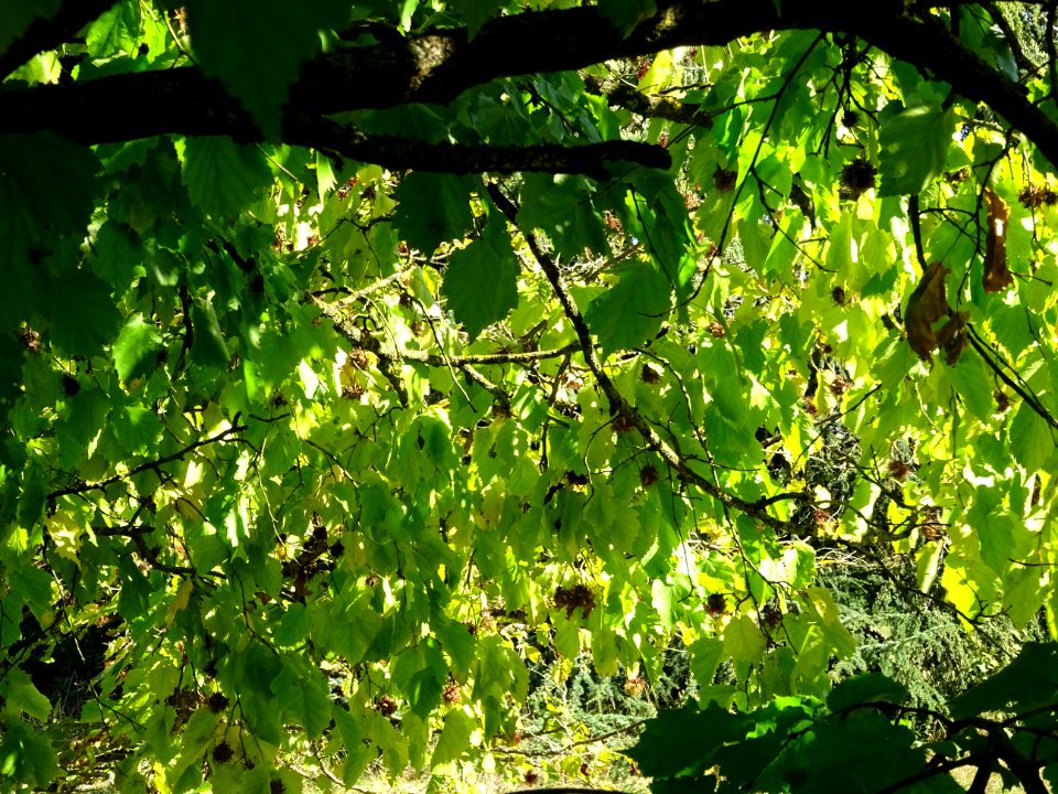 Noisetier de Turquie ou Coudrier de Byzance, Corylus colur… 