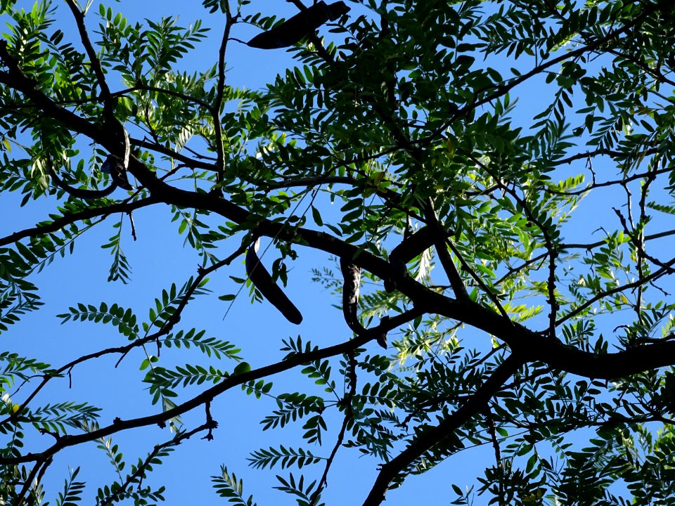 Feuilles et gousses du Févier de Caspienne, Gleditsia casp… 