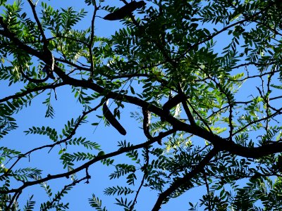 Feuilles et gousses du Févier de Caspienne, Gleditsia casp… 