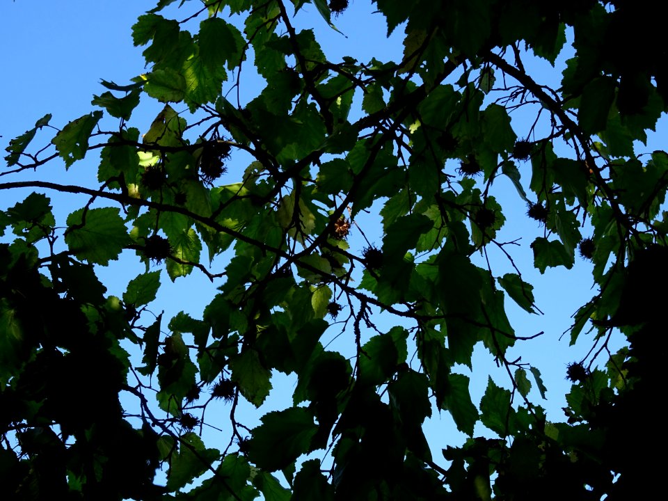 Noisetier de Turquie ou Coudrier de Byzance, Corylus colur… 