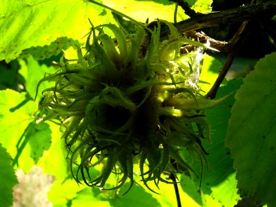 Noisetier de Turquie ou Coudrier de Byzance, Corylus colur… 