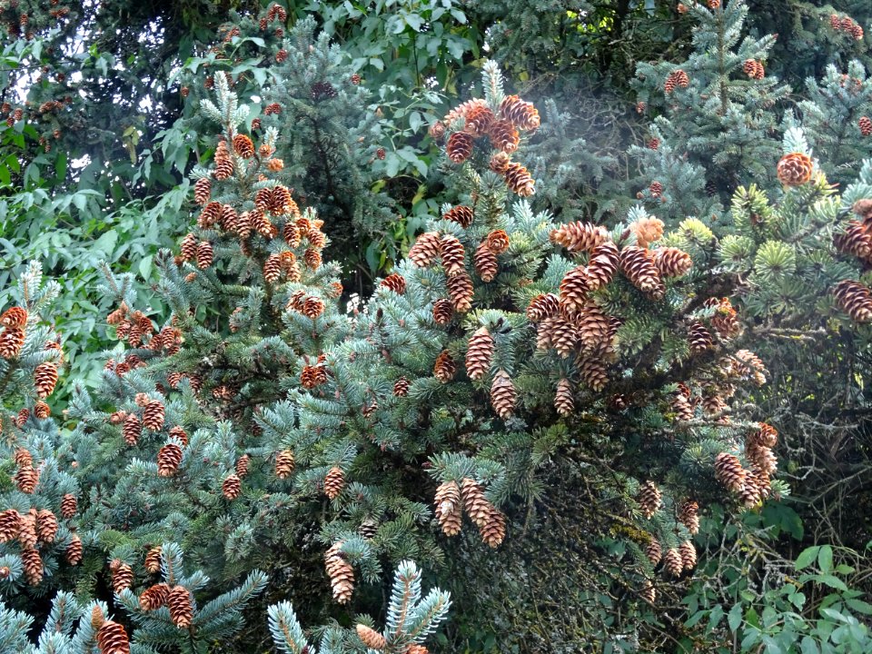 Cônes secs de l' Epicéa blanc ou Sapin du Canada, Picea gl… 