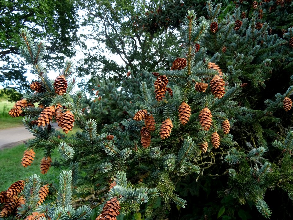 Cônes secs de l' Epicéa blanc ou Sapin du Canada, Picea gl… 