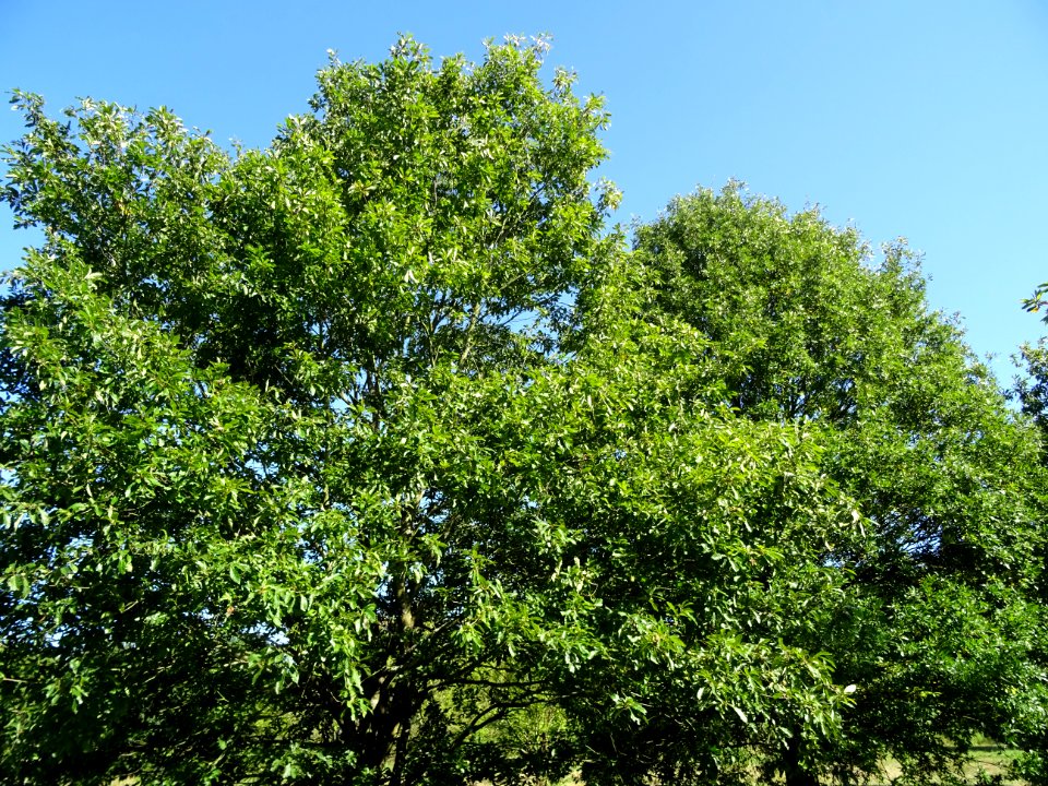 Chêne à feuille de chataîgnier, Quercus castaneifolia, Fag… 