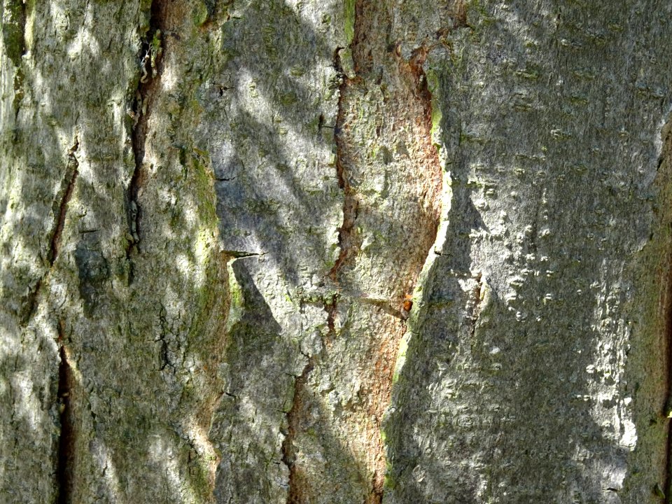 Ecorce du Févier de Caspienne, Gleditsia caspica, Fabacées… 