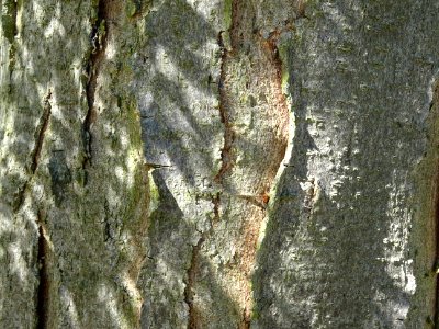 Ecorce du Févier de Caspienne, Gleditsia caspica, Fabacées… 