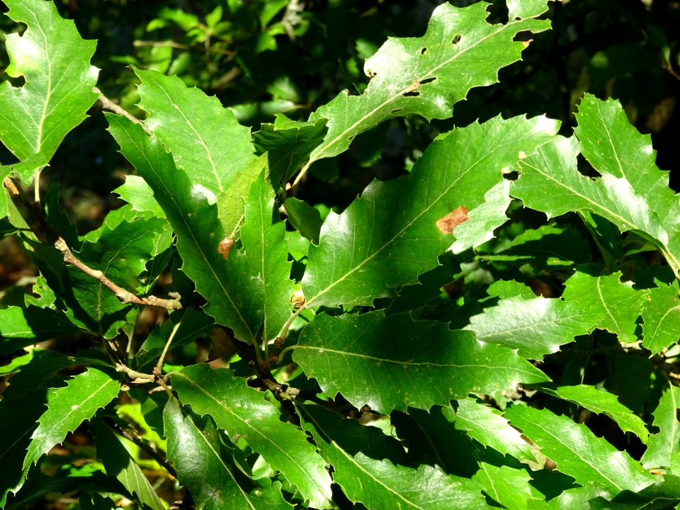 Chêne à feuille de chataîgnier, Quercus castaneifolia, Fag… 