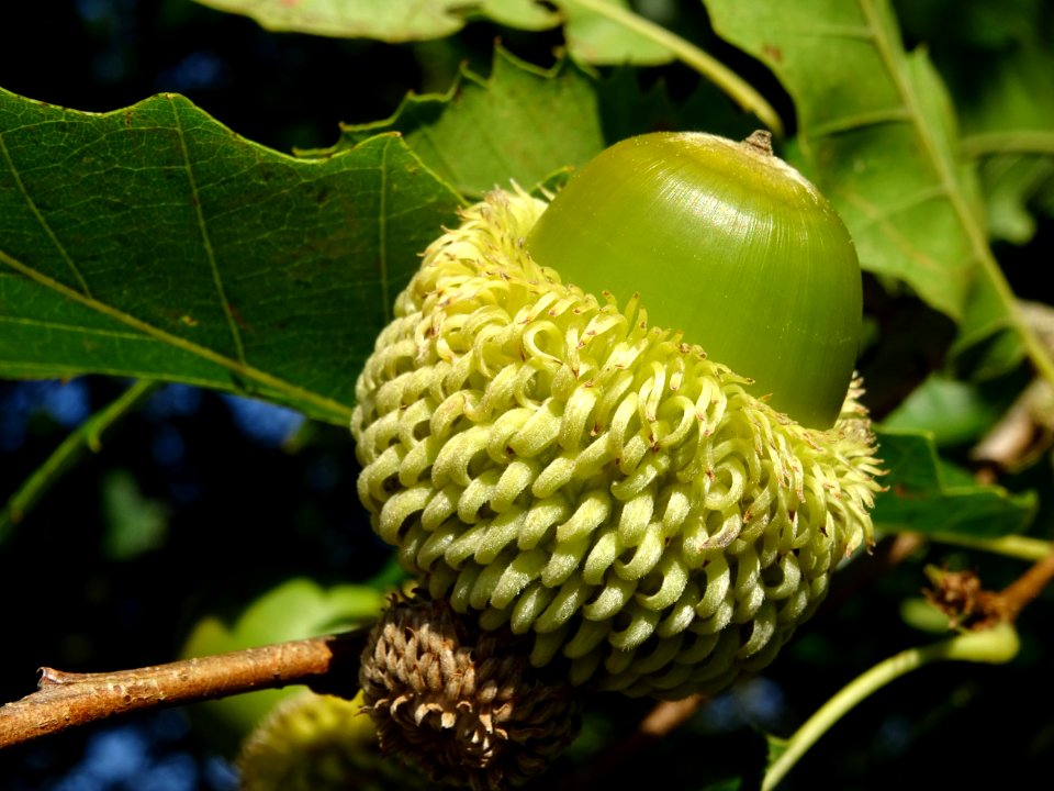 Cupule et gland du Chêne du Liban, Quercus libani, Fagacée… 