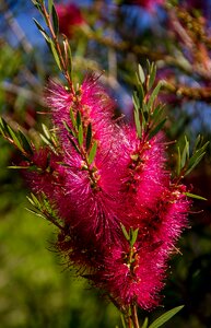 Pink bright delicate