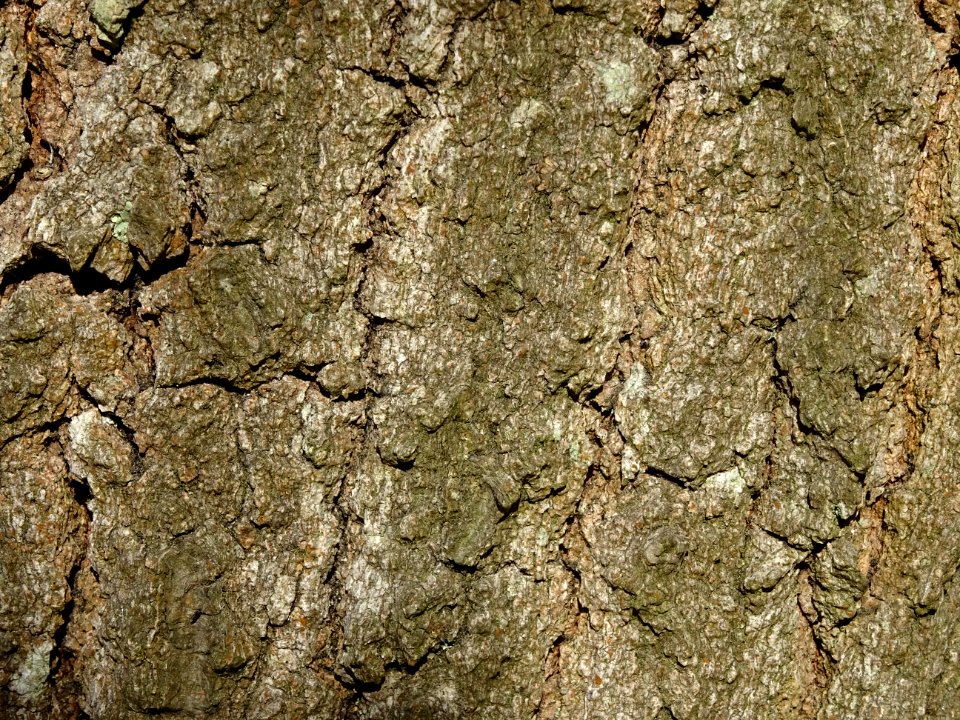 Ecorce du Chêne du Liban, Quercus libani, Fagacées, Arbore… 