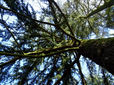 Tronc et branches du Cèdre de l'Himalaya ou Cèdre sacré, C… 