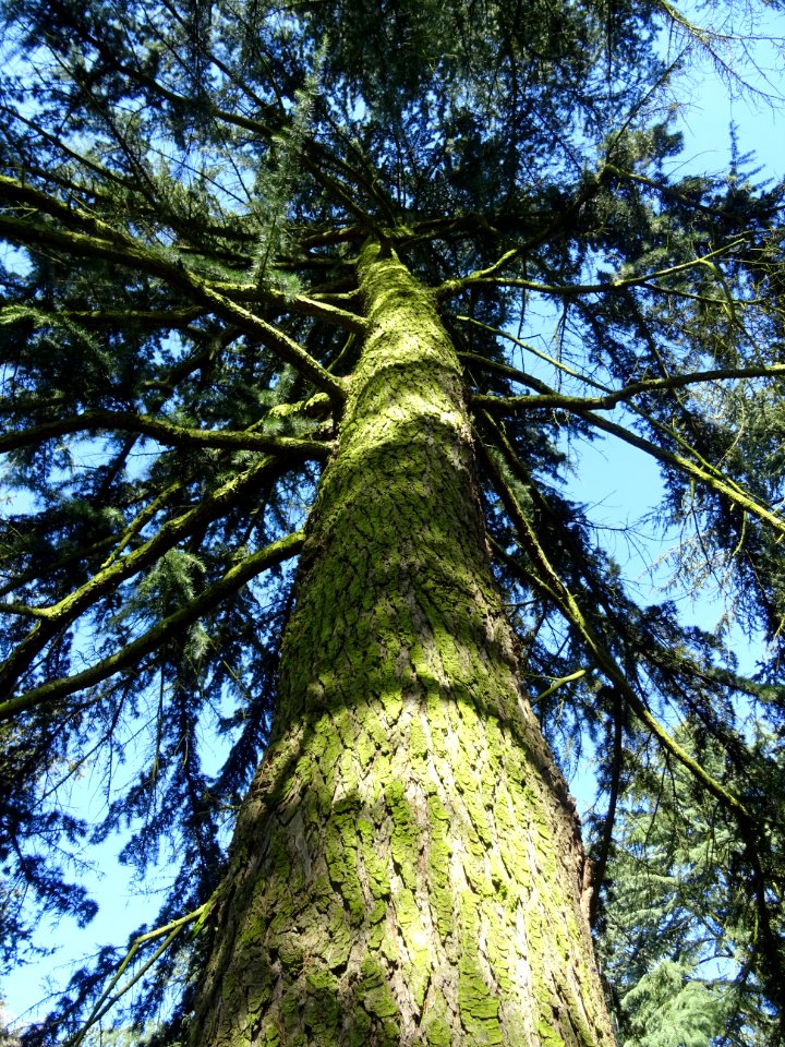 Tronc du Cèdre de l'Himalaya ou Cèdre sacré, Cedrus deodar… 
