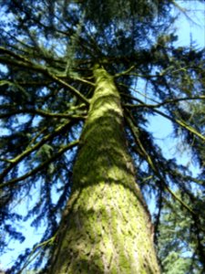 Tronc du Cèdre de l'Himalaya ou Cèdre sacré, Cedrus deodar… 