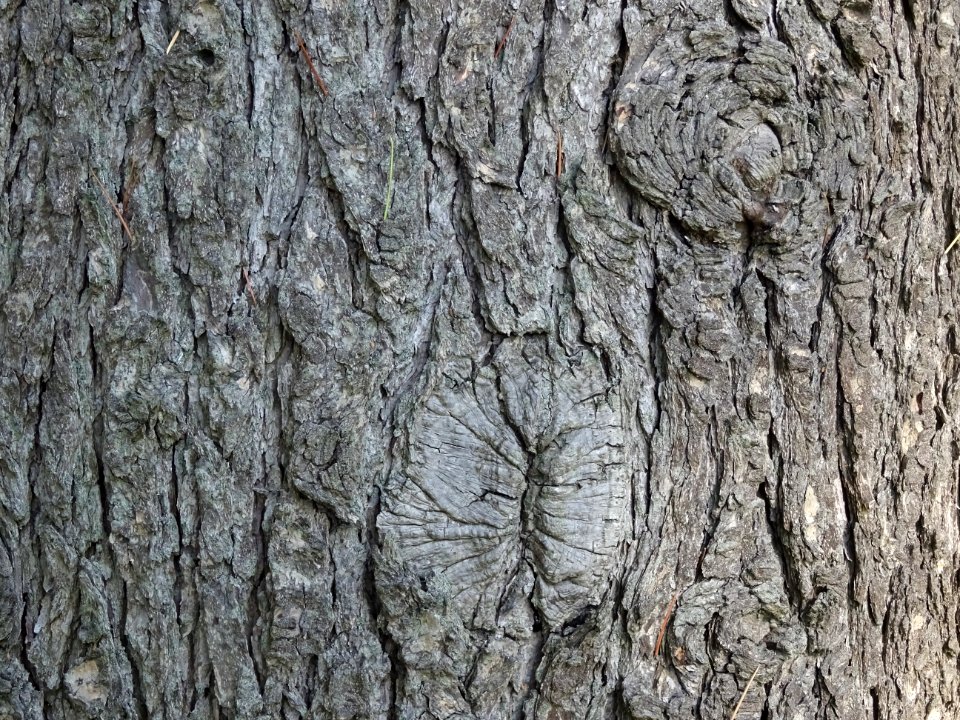 Ecorce du Cèdre de l'Himalaya ou Cèdre sacré, Cedrus deoda… 