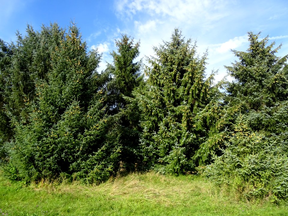 Epinette de Sitka, Picea sitchensis, Pinacées, Arboretum d… 