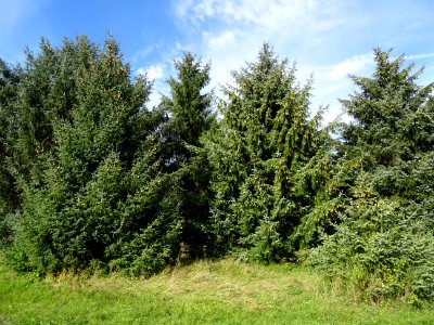 Epinette de Sitka, Picea sitchensis, Pinacées, Arboretum d… 