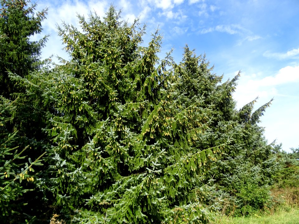 Epinette de Sitka, Picea sitchensis, Pinacées, Arboretum d… 