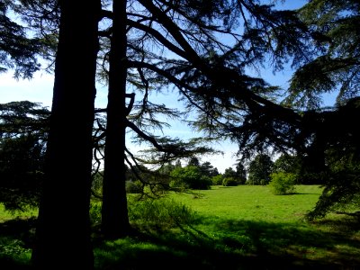 Cèdre de l'Himalaya ou Cèdre sacré, Cedrus deodara, Pinacé… 