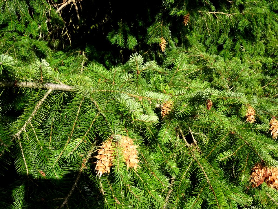 Sapin de Douglas, Pseudotsuga menziesii, Pinacées, Arboret… 