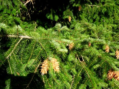 Sapin de Douglas, Pseudotsuga menziesii, Pinacées, Arboret… 