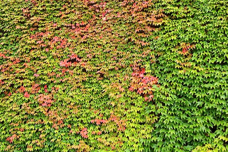 Climber plant leaves fall foliage