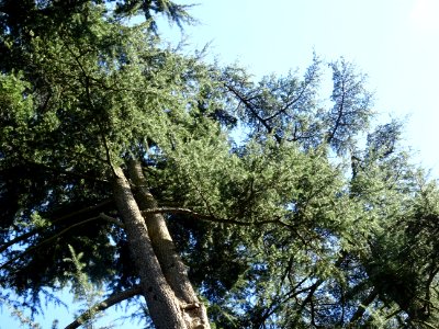 Cèdre de l'Himalaya ou Cèdre sacré, Cedrus deodara, Pinacé… 
