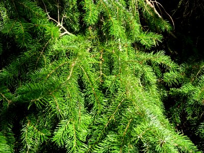 Sapin de Douglas, Pseudotsuga menziesii, Pinacées, Arboret… 