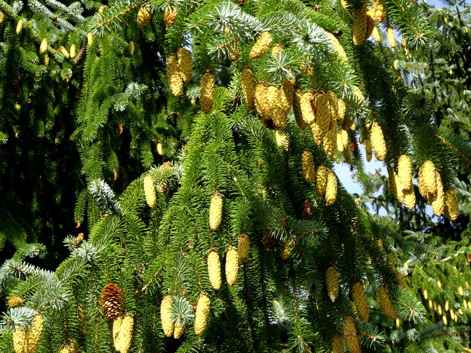 Cônes de l' Epinette de Sitka, Picea sitchensis, Pinacées,… 