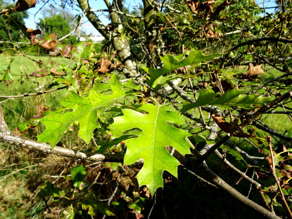 Chêne noir de Californie ou Chêne de Kellogg, Quercus kell… 