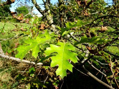 Chêne noir de Californie ou Chêne de Kellogg, Quercus kell… 