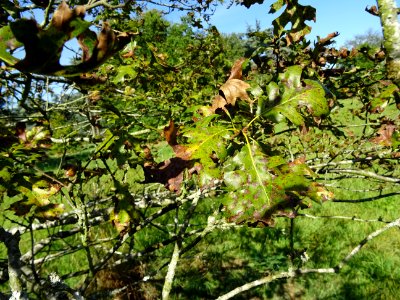 Chêne noir de Californie ou Chêne de Kellogg, Quercus kell… 
