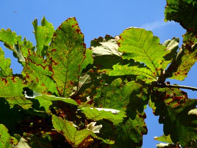 Chêne du cerf ou Deer oak, Quercus sadleriana, Fagacées, A… 