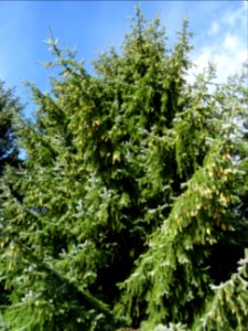 Epinette de Sitka, Picea sitchensis, Pinacées, Arboretum d… 