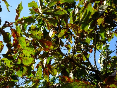 Chêne du cerf ou Deer oak, Quercus sadleriana, Fagacées, A… 