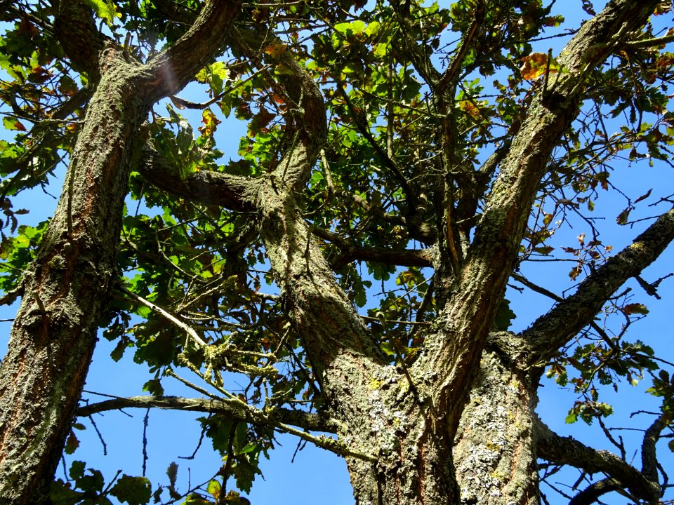 Branches du Chêne du cerf ou Deer oak, Quercus sadleriana,… 