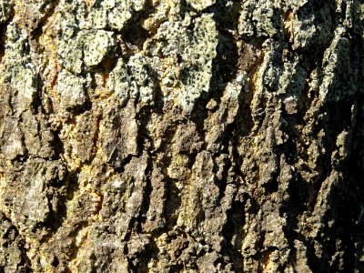 Ecorce du Chêne noir de Californie ou Chêne de Kellogg, Qu… 