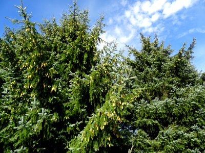 Epinette de Sitka, Picea sitchensis, Pinacées, Arboretum d… 