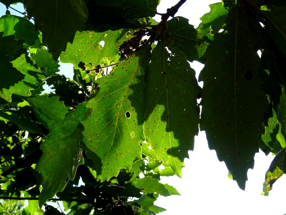 Chêne de Mongolie ssp crispula, Quercus mongolica ssp cris… 