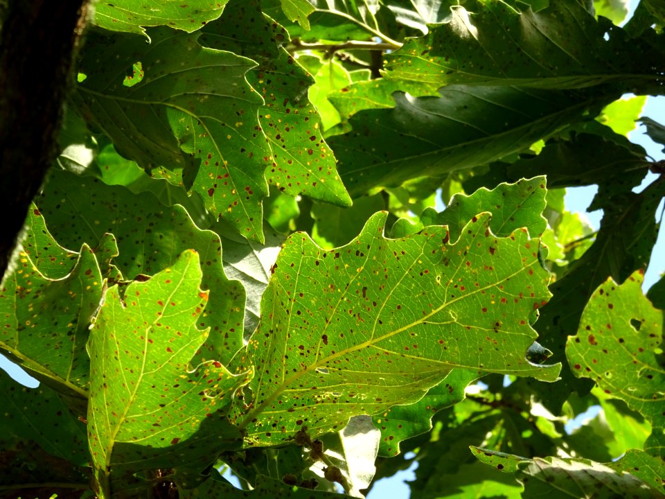 Chêne de Mongolie ssp crispula, Quercus mongolica ssp cris… 