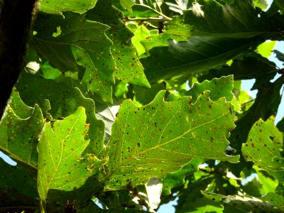 Chêne de Mongolie ssp crispula, Quercus mongolica ssp cris… 
