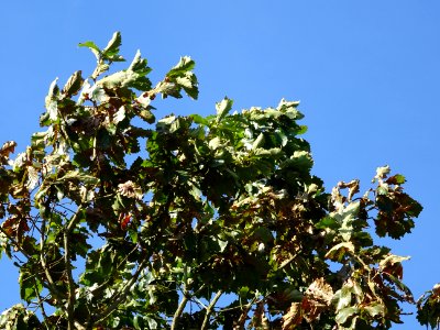 Chêne du cerf ou Deer oak, Quercus sadleriana, Fagacées, A… 
