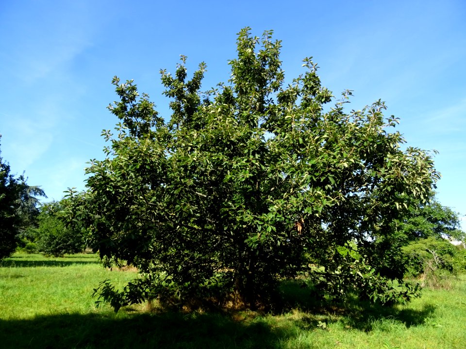 Chêne de Mongolie ssp crispula, Quercus mongolica ssp cris… 