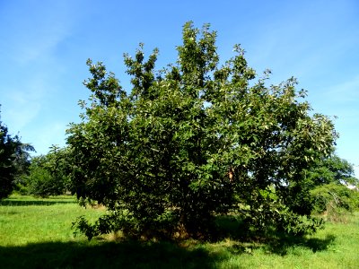 Chêne de Mongolie ssp crispula, Quercus mongolica ssp cris… 
