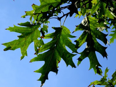 Chêne écarlate splendens, Quercus coccinea 'splendens', Fa… 
