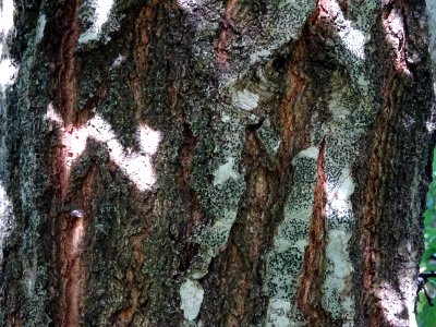 Ecorce du Chêne de Mongolie ssp crispula, Quercus mongolic… 