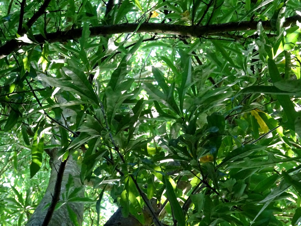 Chêne noir ou Chêne d'eau, Quercus nigra, Fagacées, Arbore… 