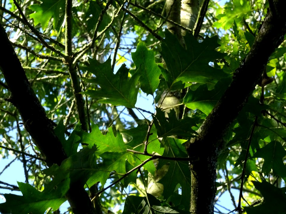 Chêne écarlate splendens, Quercus coccinea 'splendens', Fa… 