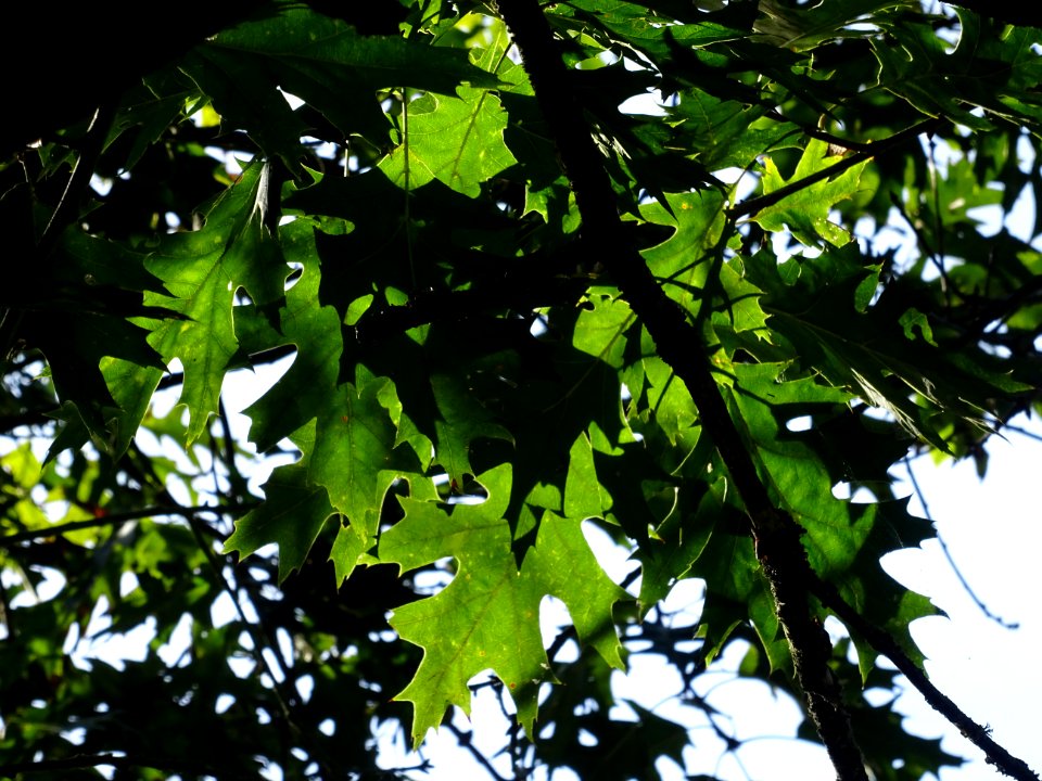 Chêne écarlate splendens, Quercus coccinea 'splendens', Fa… 