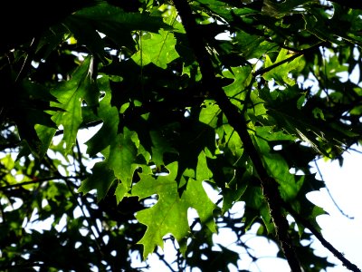 Chêne écarlate splendens, Quercus coccinea 'splendens', Fa… 