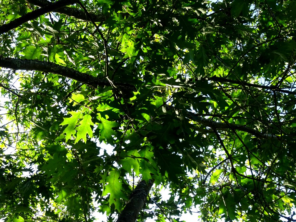 Chêne écarlate splendens, Quercus coccinea 'splendens', Fa… 